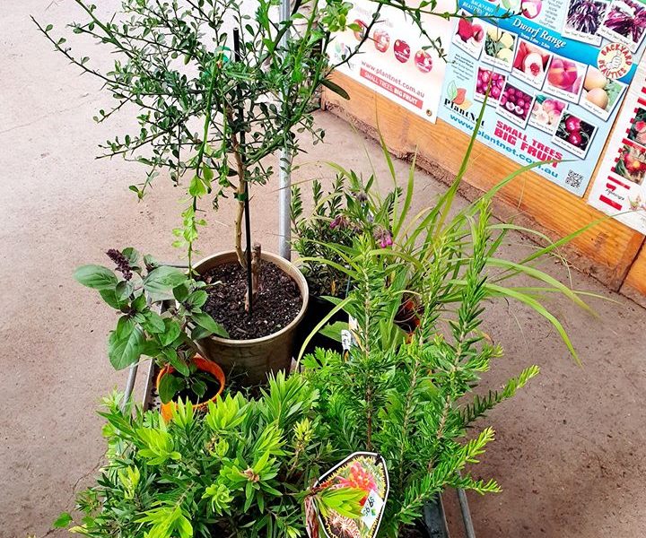 sustainable garden