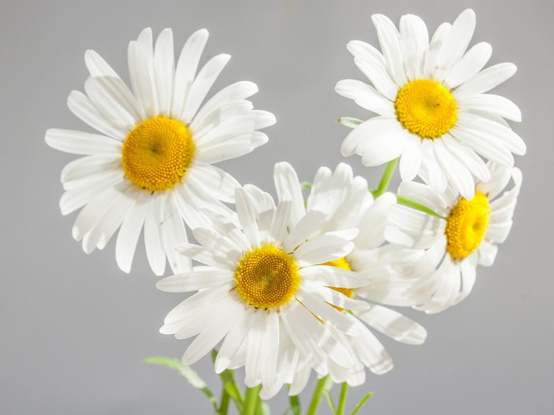chamomile